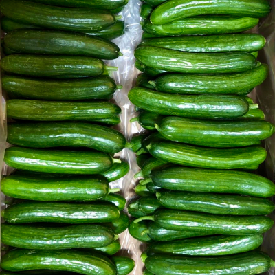 Cucumber